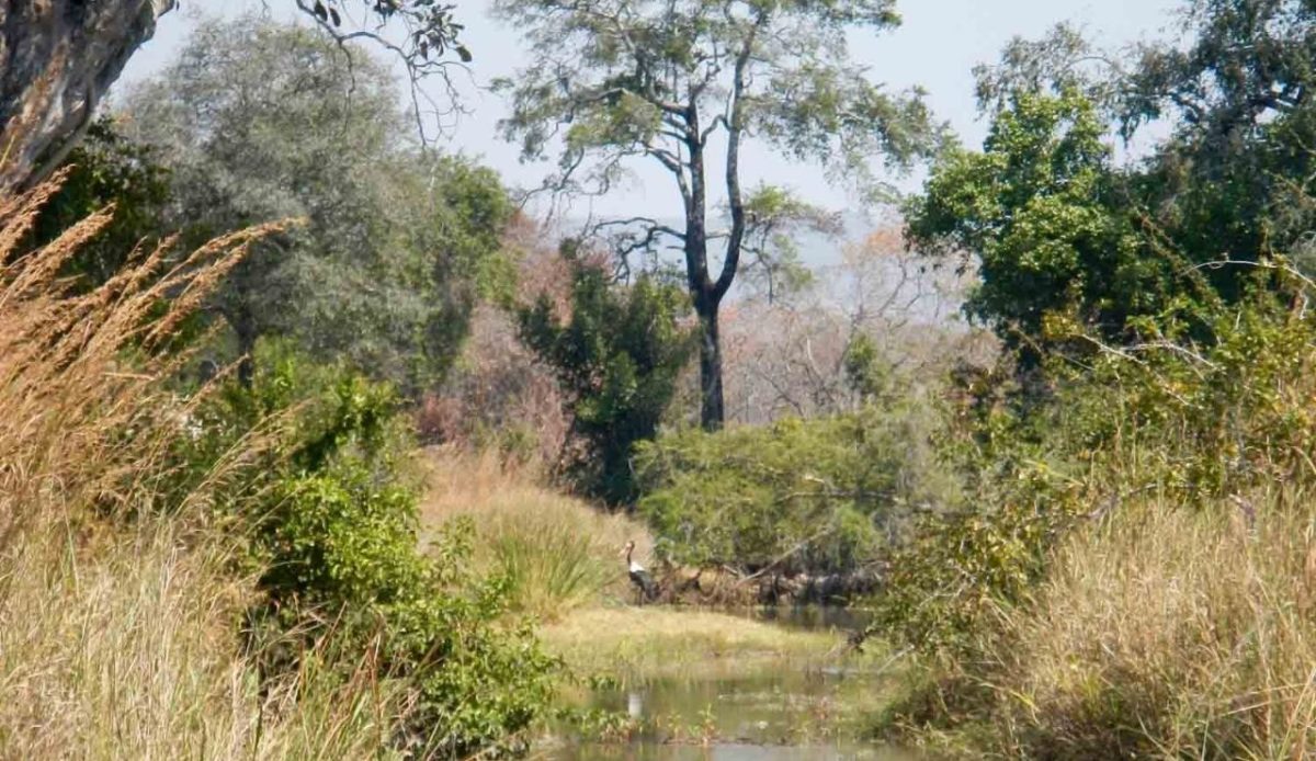 Rungwa Game Reserve, Tanzania                                          