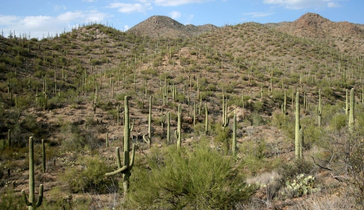 Saguaro National Park                      