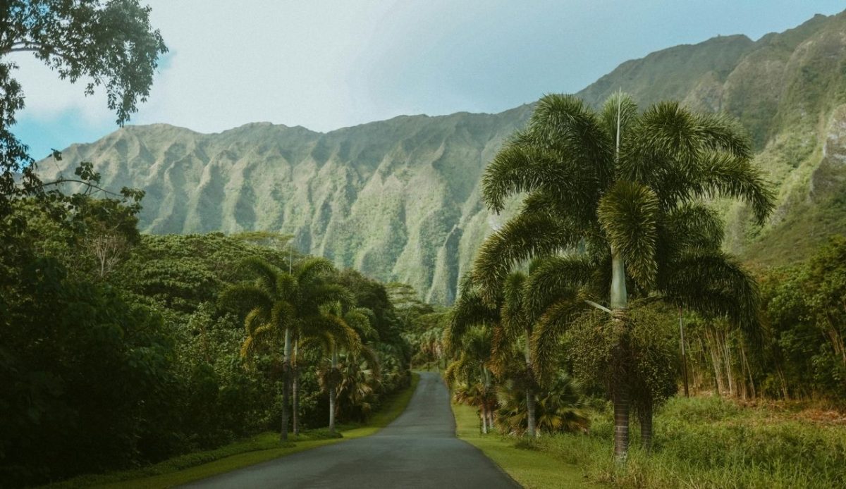 Scenic tropical road lined with palm trees leading toward the lush Koʻolau Mountains on Oahu, Hawaii