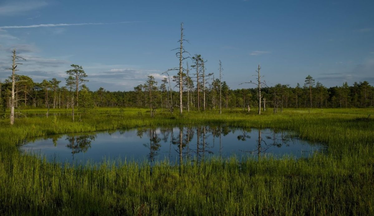 Swamp pond surrounded by tall grass and pine trees, Everglades National Park, Florida, United States