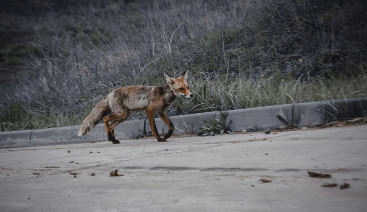 Wildlife habituation and food-attraction hazards