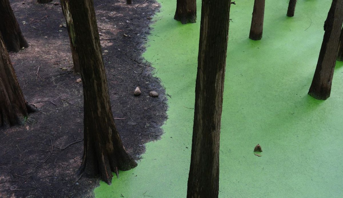 Harmful algal bloom toxins