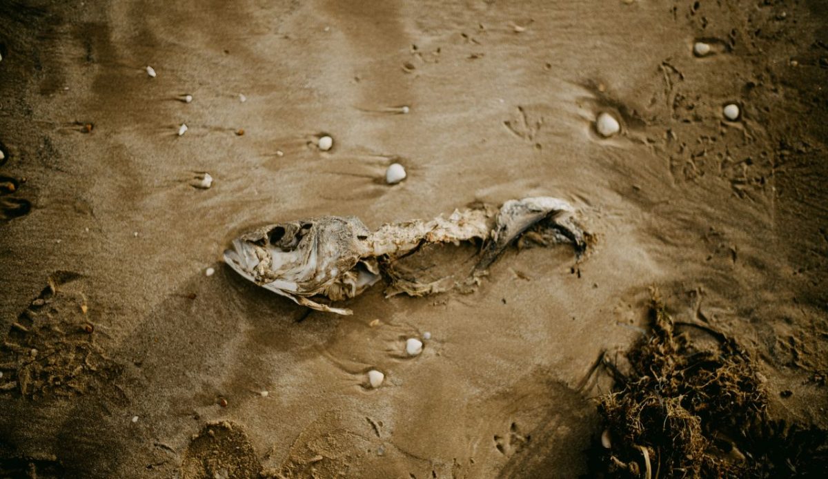 13 Salton Sea Poisons Chasing Viral Fame 1