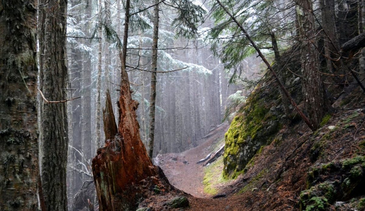 Deadfall Forest Pockets and Snag Zones