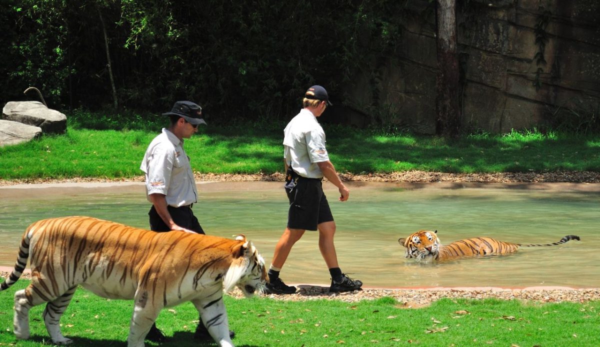 Tiger Cub Selfie Parks