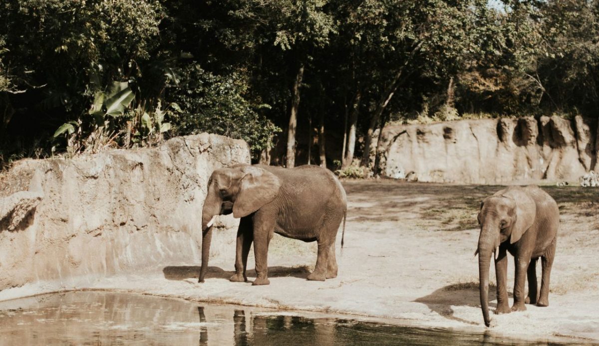 Elephant Ride and Bathing “Rescue” Camps