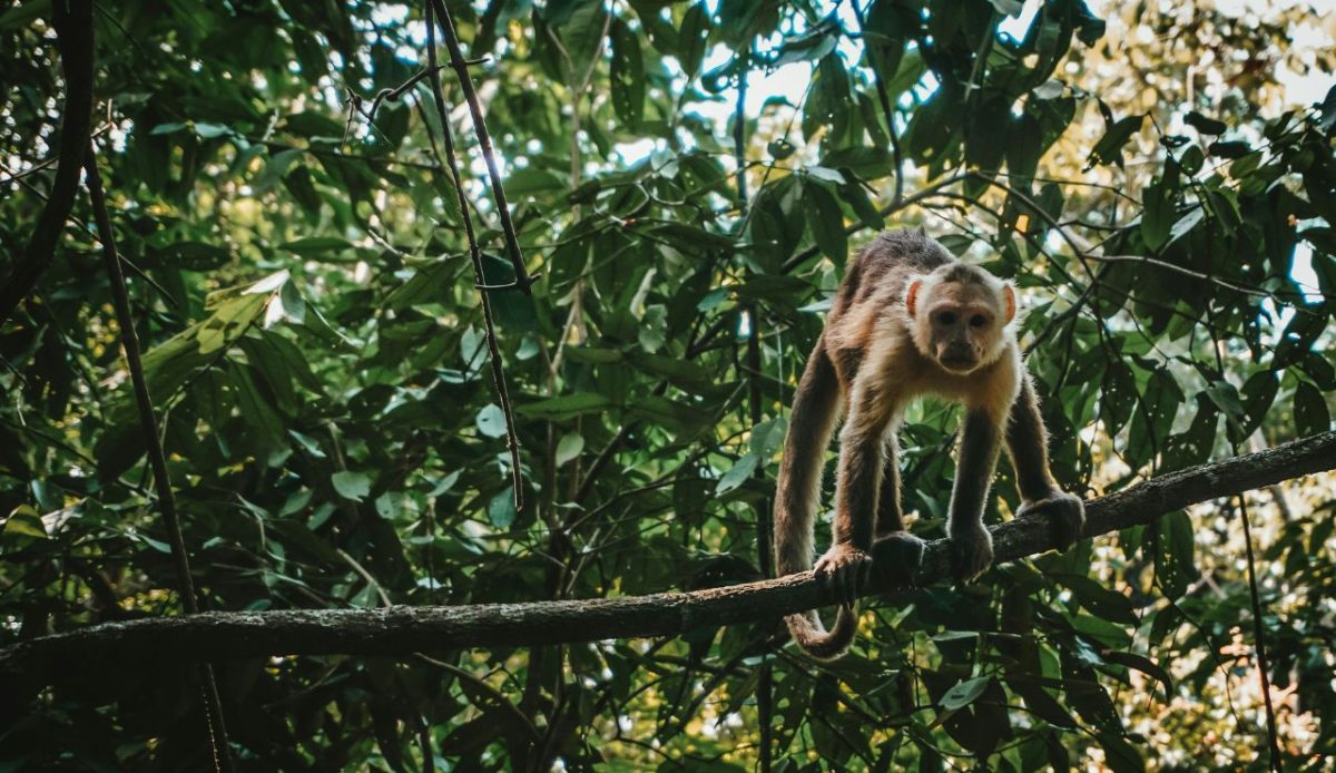 Sloth Selfie Stops Disguised as “Nature Parks”