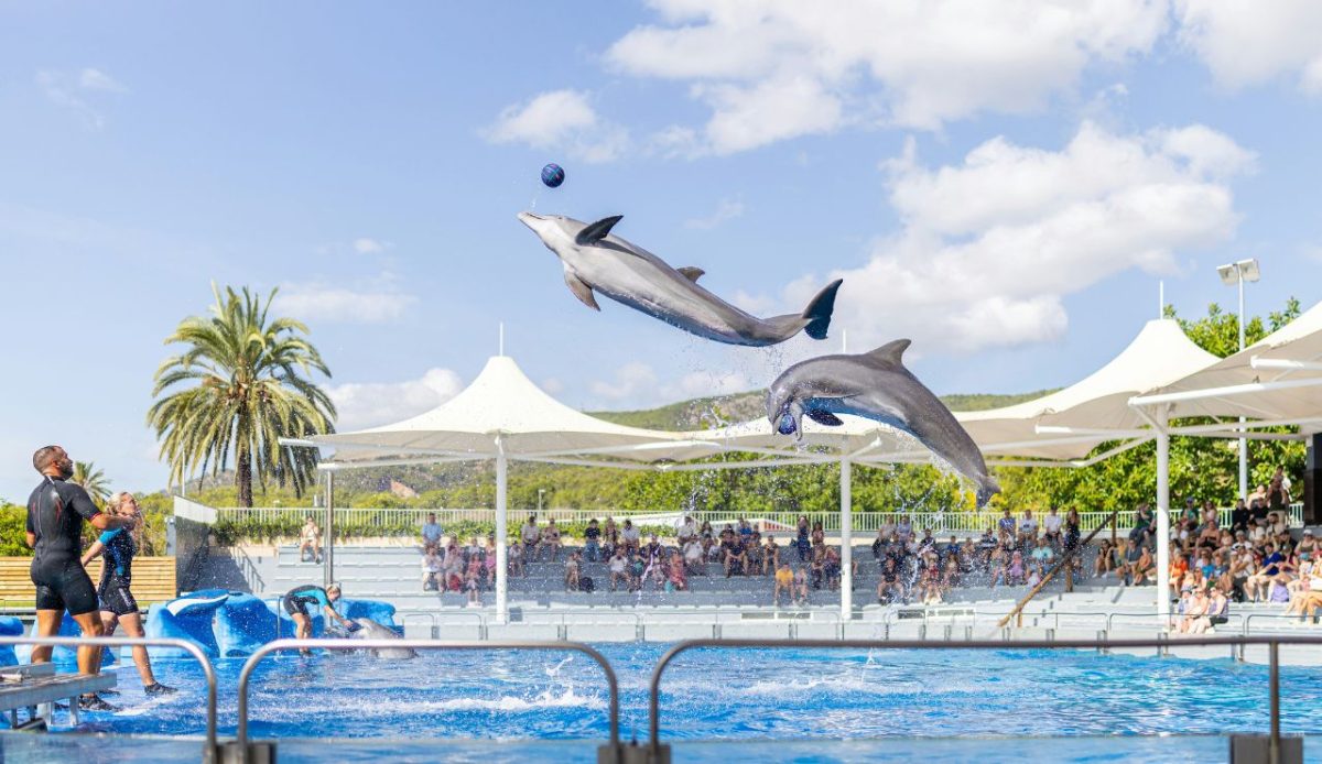 Swim-With Dolphin Parks and Dolphinariums