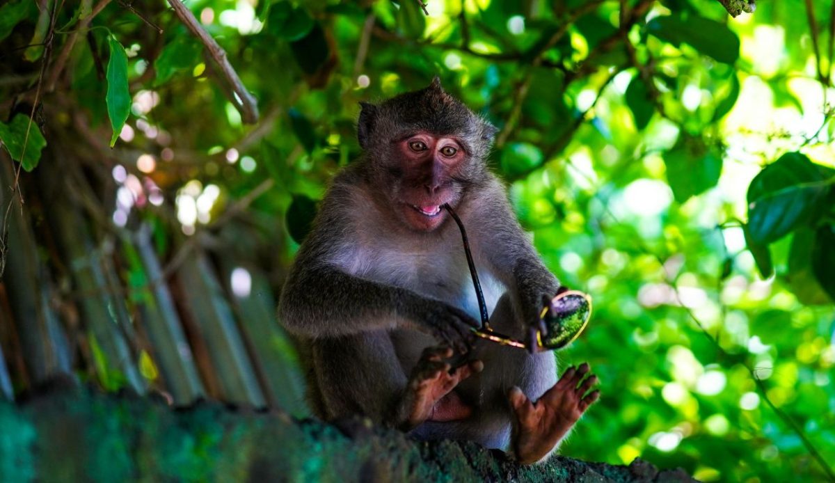 Monkey Selfie Parks and “Feeding Forests”