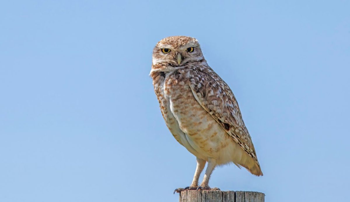 Owl and Raptor “Perch for Pics” Parks
