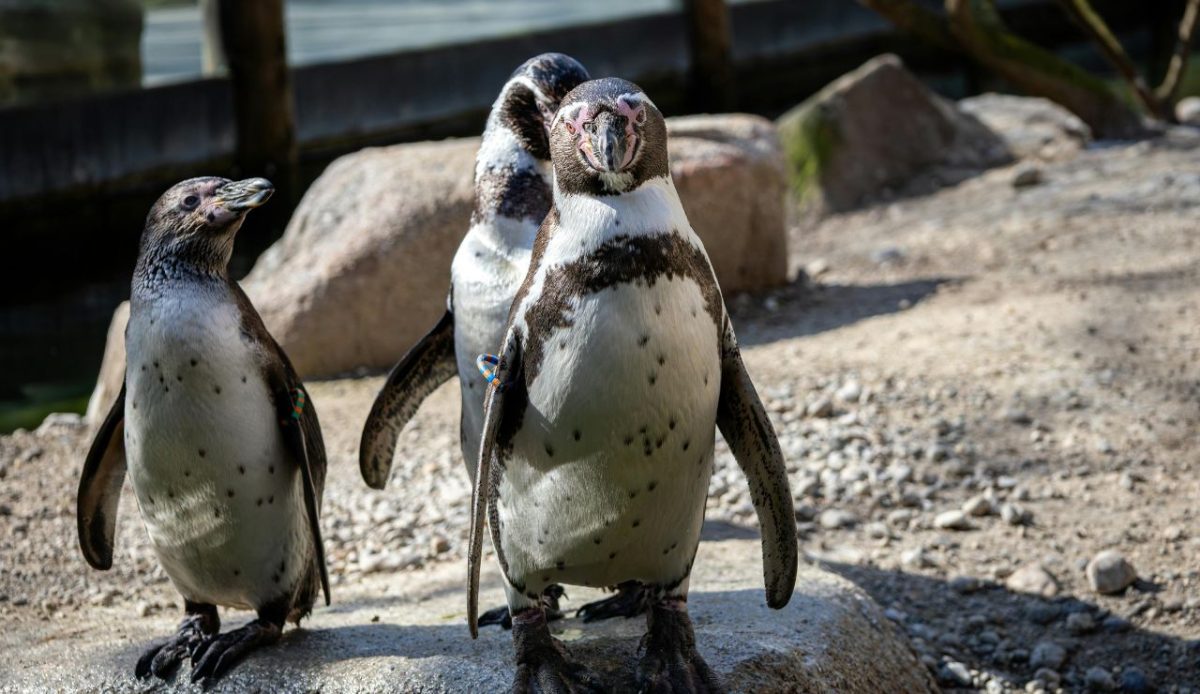 Penguin Encounter Parks and Indoor “Ice Worlds.”