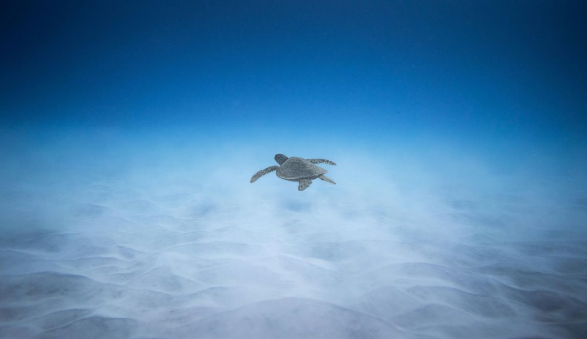 Turtle Touch Pools and “Swim With” Sea-Life Lagoons