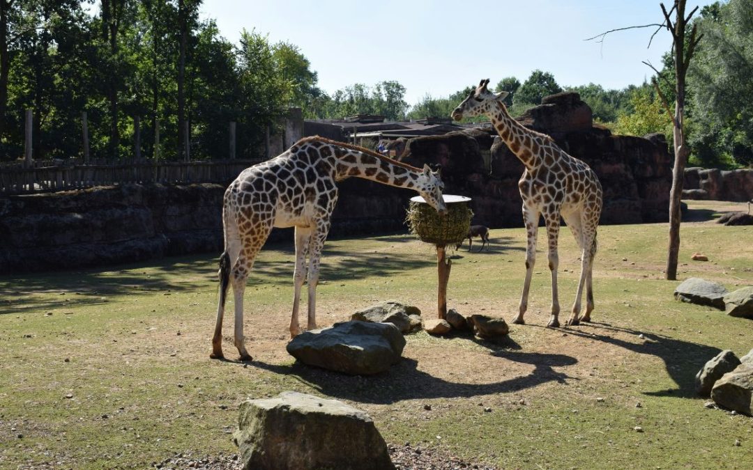 12 Insta Parks Killing Animals Daily