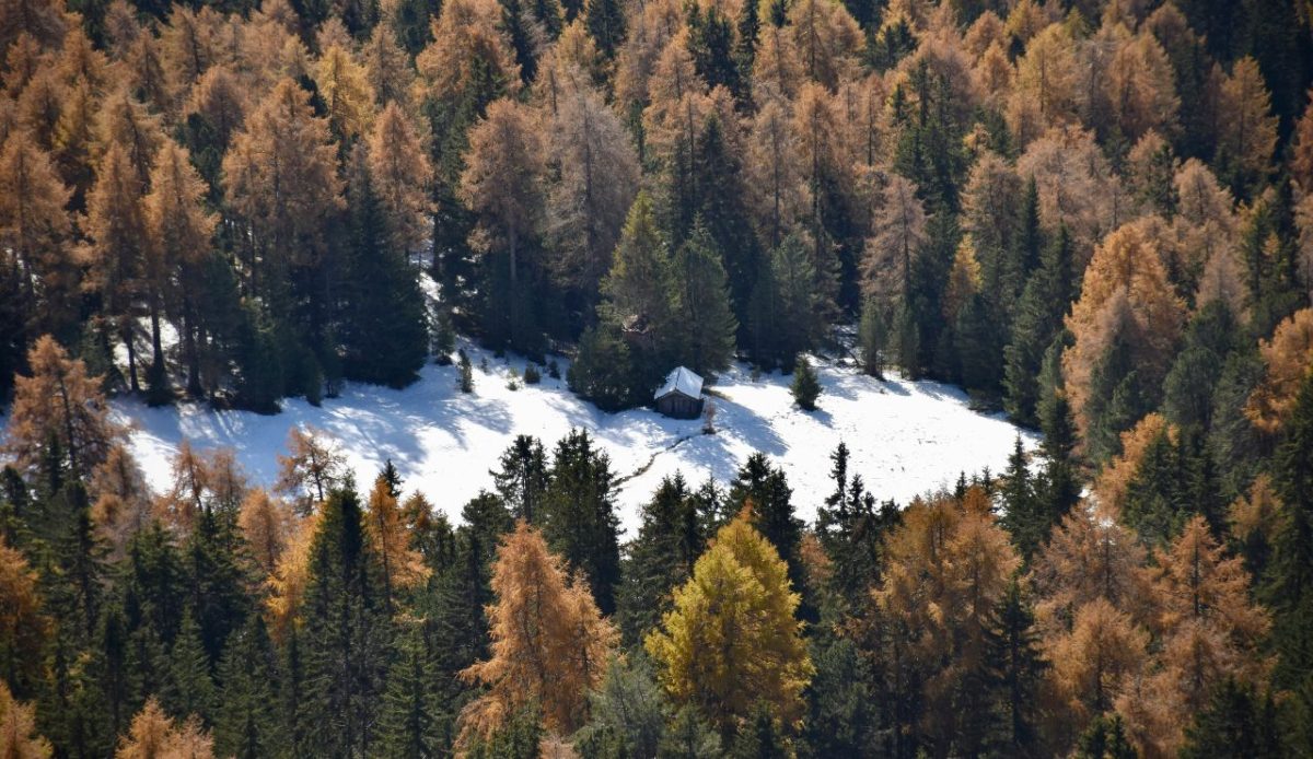  Alpine Treeline Camps