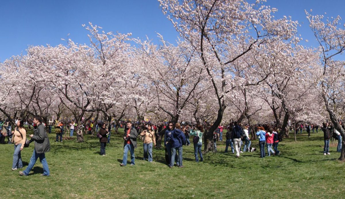 National Cherry Blossom Festival (Washington, D.C.)