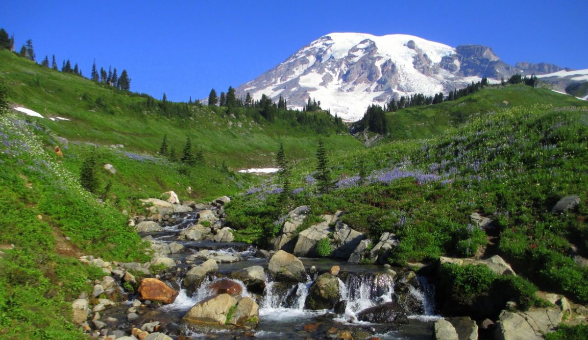 Grove of the Patriarchs, Mount Rainier National Park, Washington