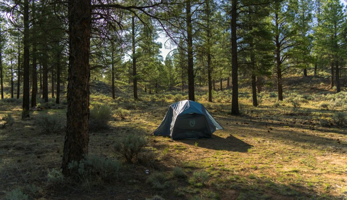 National Forests for Room to Roam