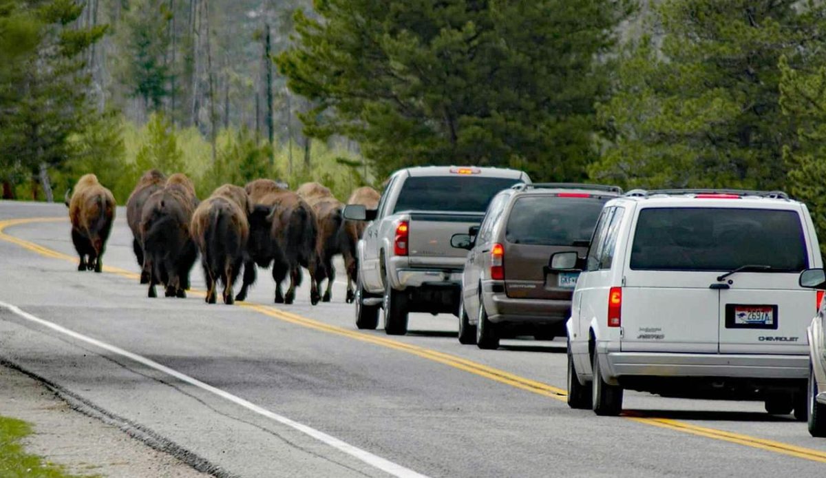 Wildlife-Related Traffic Stops