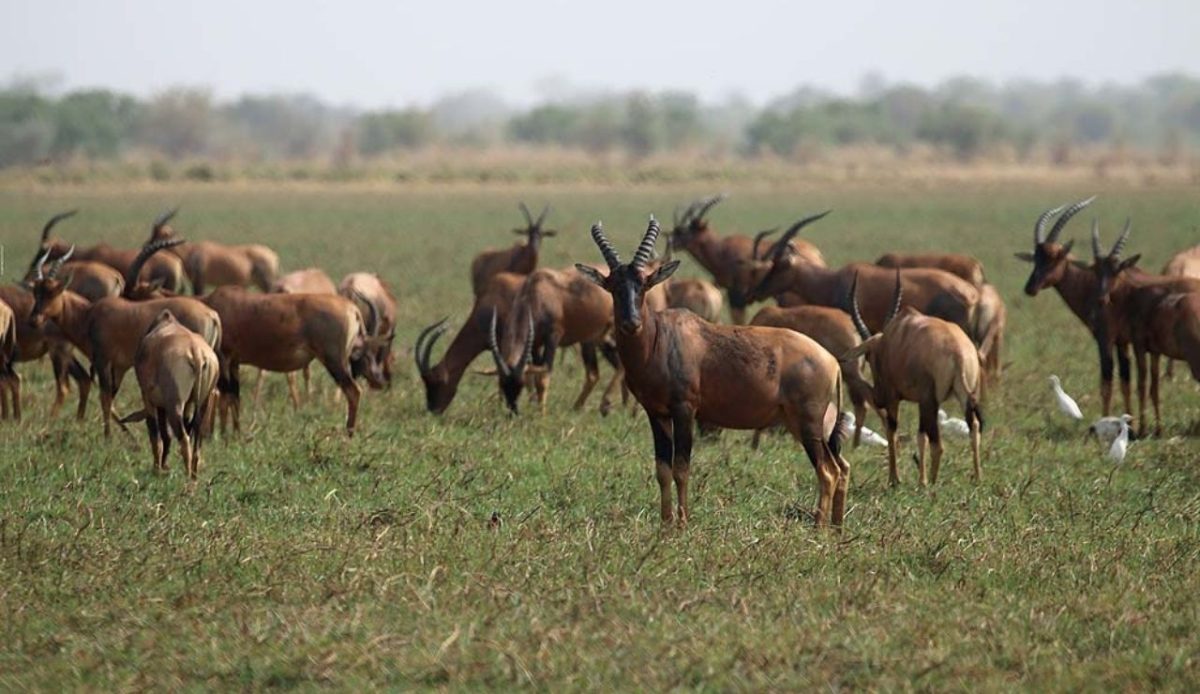 Zakouma National Park, Chad                                 