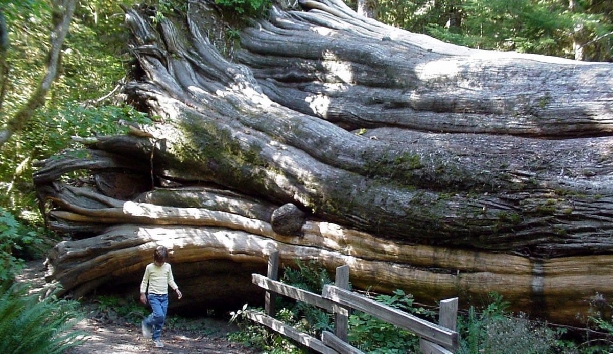 The Olympic Peninsula Loop in Washington