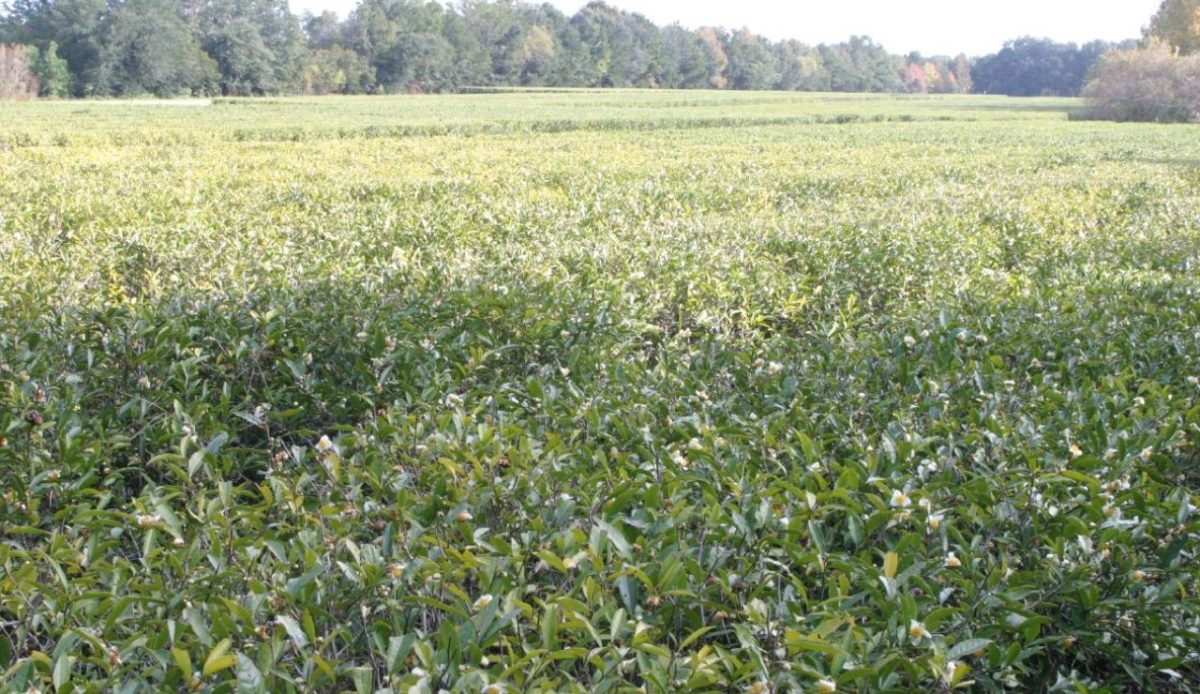Charleston Tea Garden