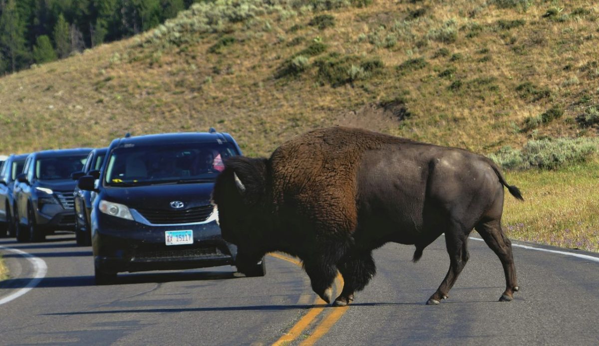 The Moment Wildlife Forces Everyone to Pause