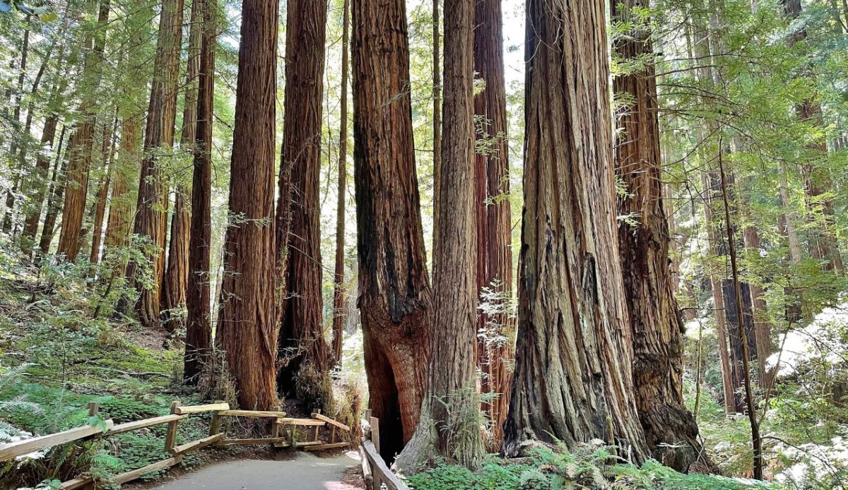 Muir Woods Drive-In Access, Muir Woods National Monument, California
