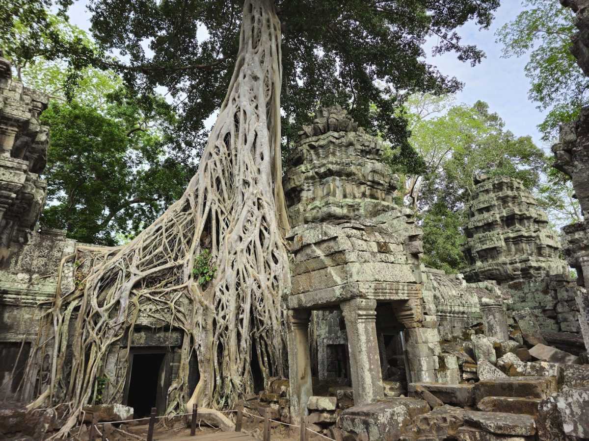 a large tree growing over the top of a building
