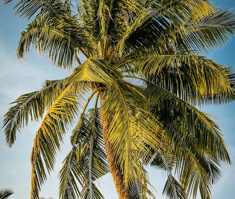 green palm tree under blue sky during daytime