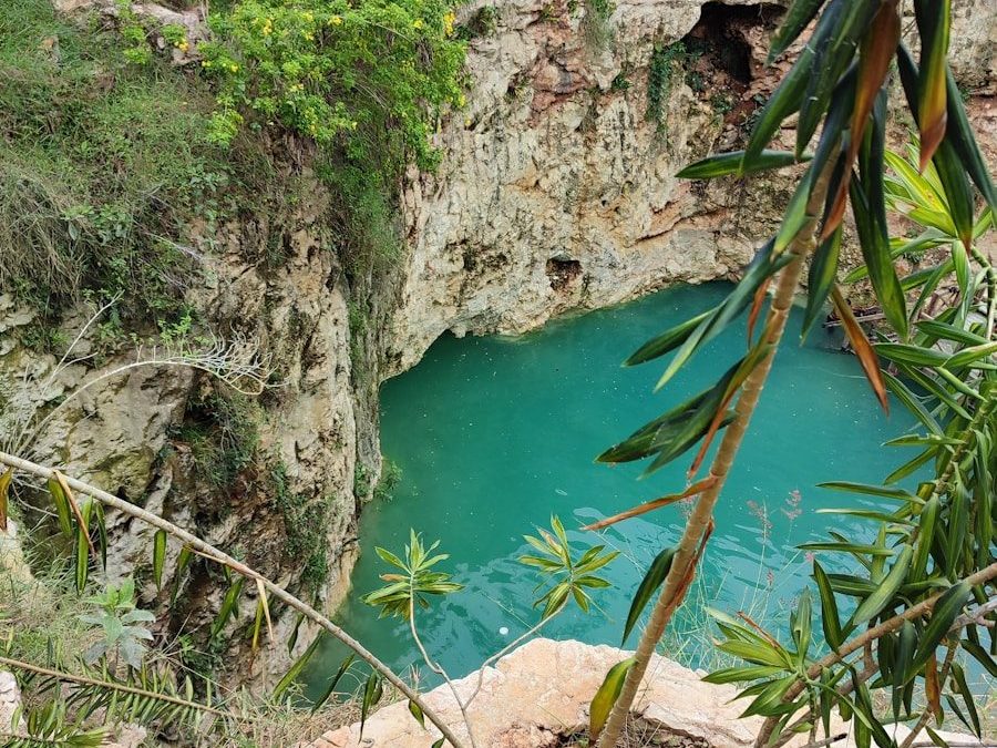 a body of water surrounded by plants