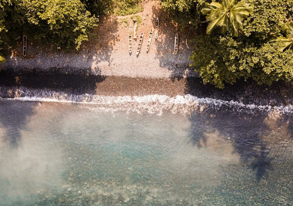 aerial photography of green plants near seashore