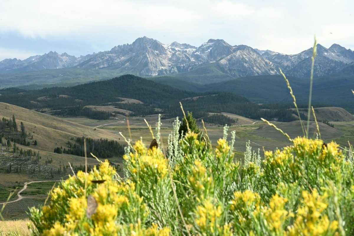 Beautiful view of mountain range and yellow wildflowers in a valley setting under a blue sky.