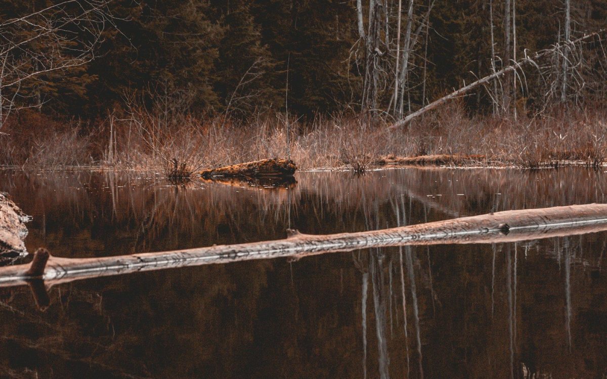 8 Must-Visit Lake Destinations in the U.S. for Summer Travelers 6 brown wooden dock on lake during daytime