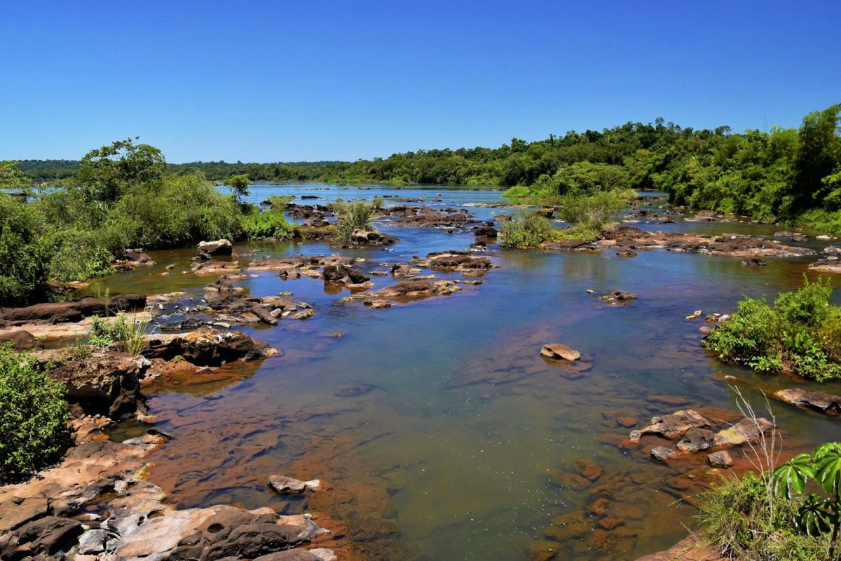 a river running through a lush green forest