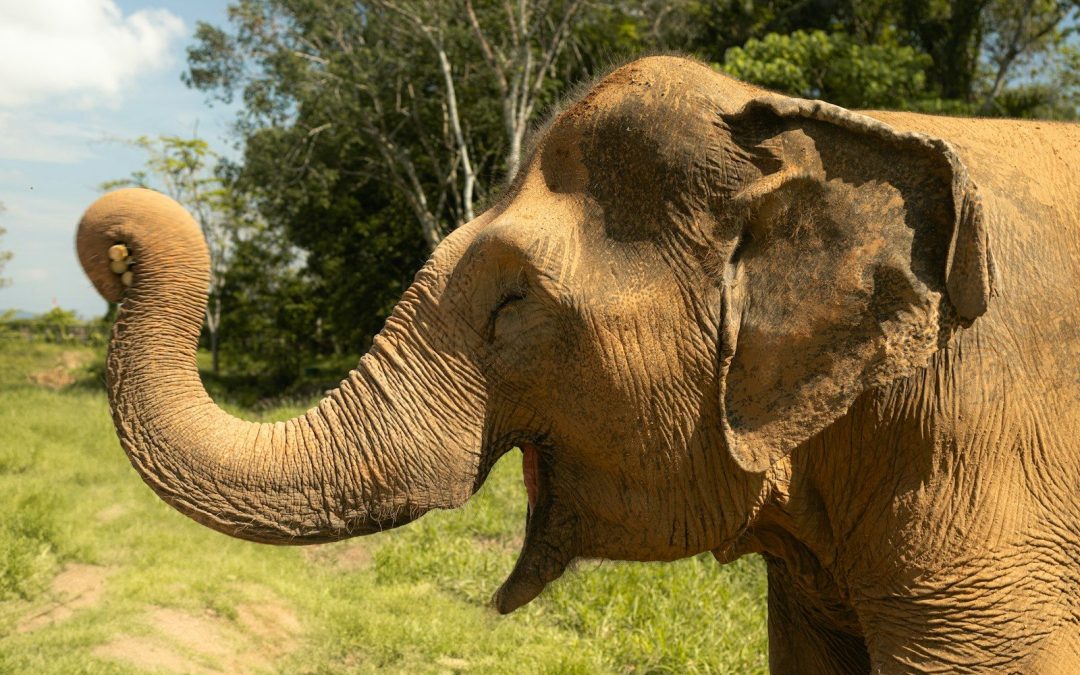 8 Animal Sanctuaries Around the World That Are Actually Worth Your Money
