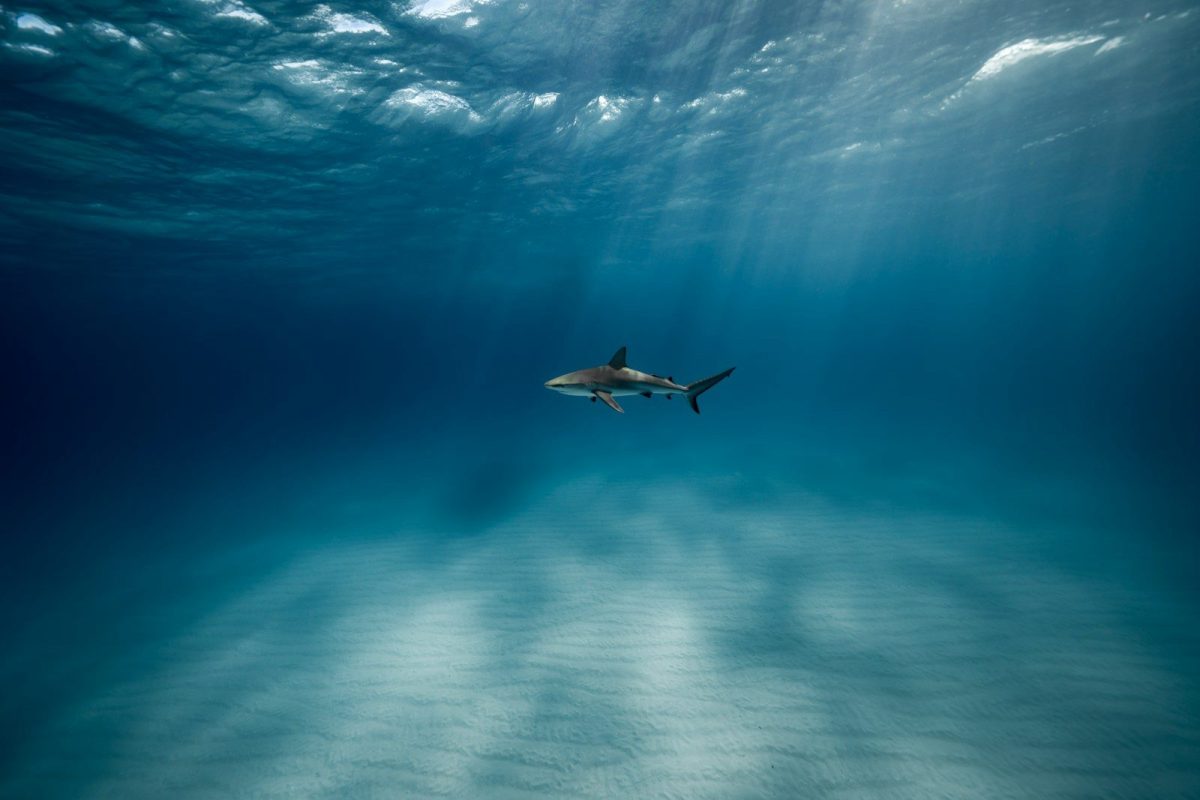 8 Ways to Protect Yourself From Shark Attacks While Swimming in The Ocean 8 a great white shark swimming in the ocean