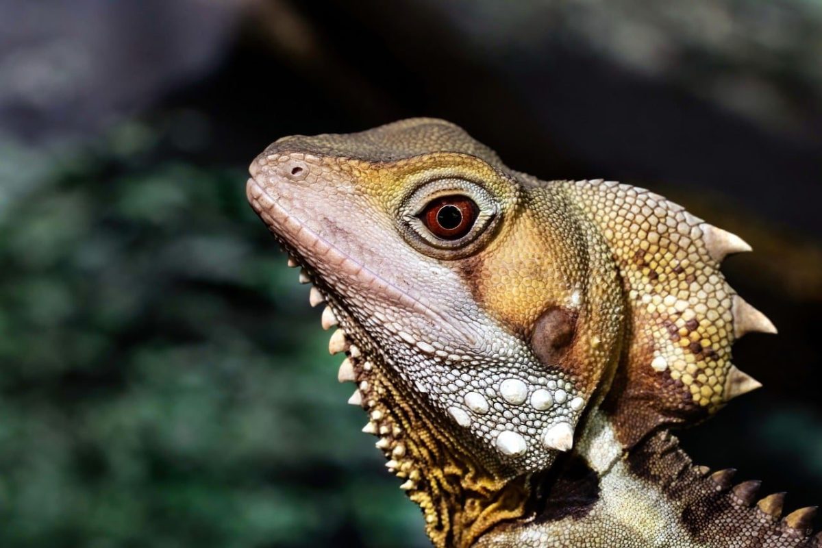 dragon, boyds forest dragon, lizard, animal, reptile, nature, australian lizard, australia, koala gardens