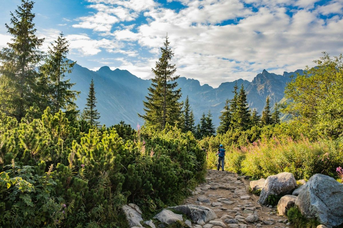 a person walking on a trail in a forest