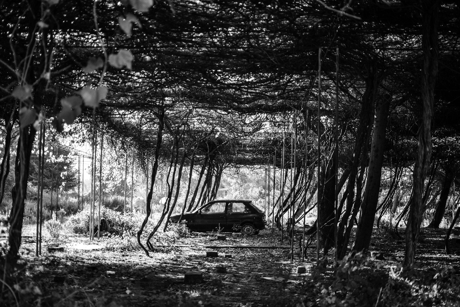 Grayscale photography of car surrounded plant