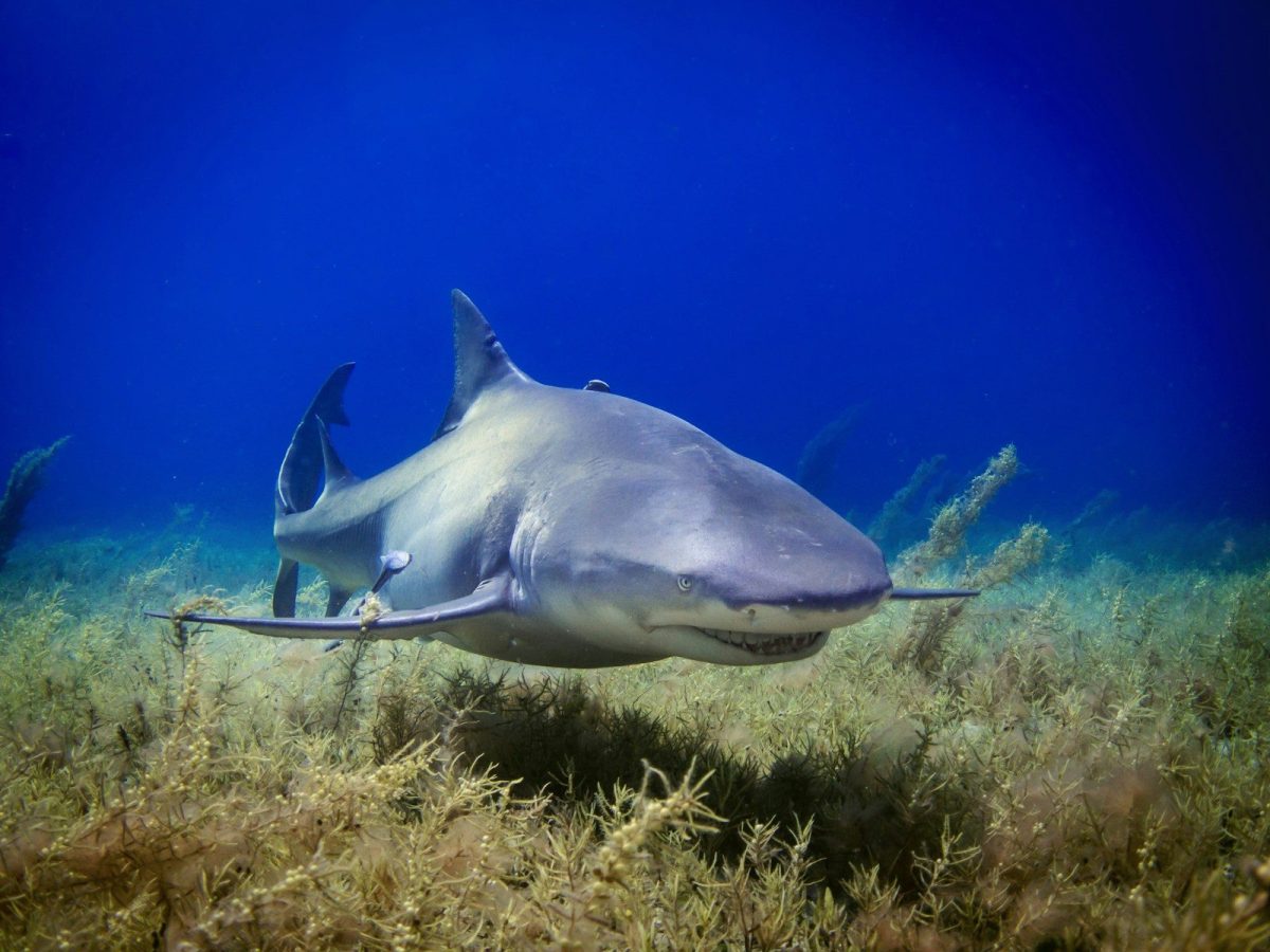 8 Ways to Protect Yourself From Shark Attacks While Swimming in The Ocean 2 black shark photo