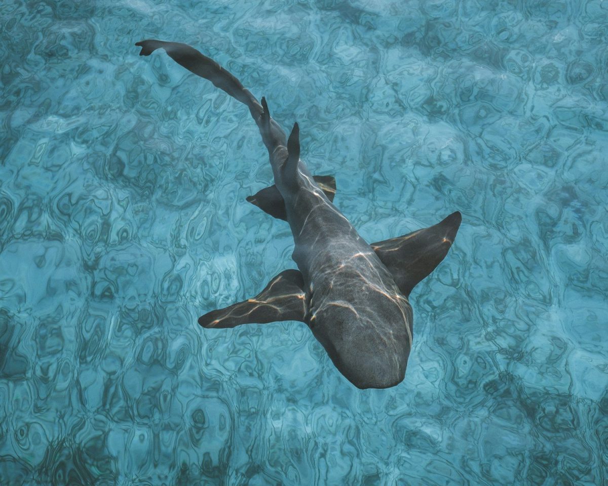 8 Ways to Protect Yourself From Shark Attacks While Swimming in The Ocean 1 black shark on body of water