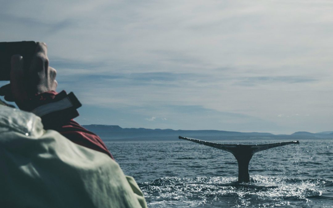 8 Coastal Destinations Where You Can Watch Orcas, Dolphins, and Whales From the Shore