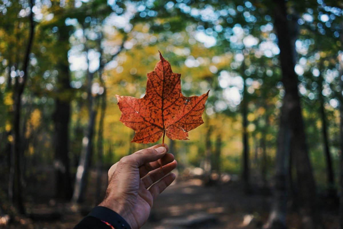 8 Canadian Wildlife Trips That Are Blowing Up on TikTok Right Now 9 person holding maple leaf