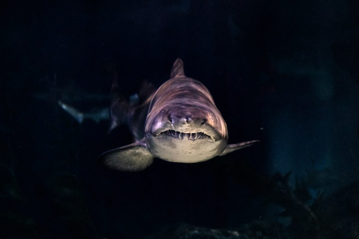 8 Ways to Protect Yourself From Shark Attacks While Swimming in The Ocean 4 close-up of gray shark