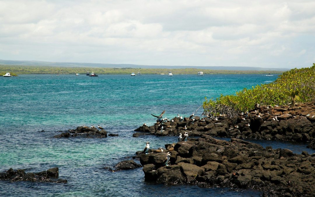 9 Islands Famous for Their Wildlife Experiences