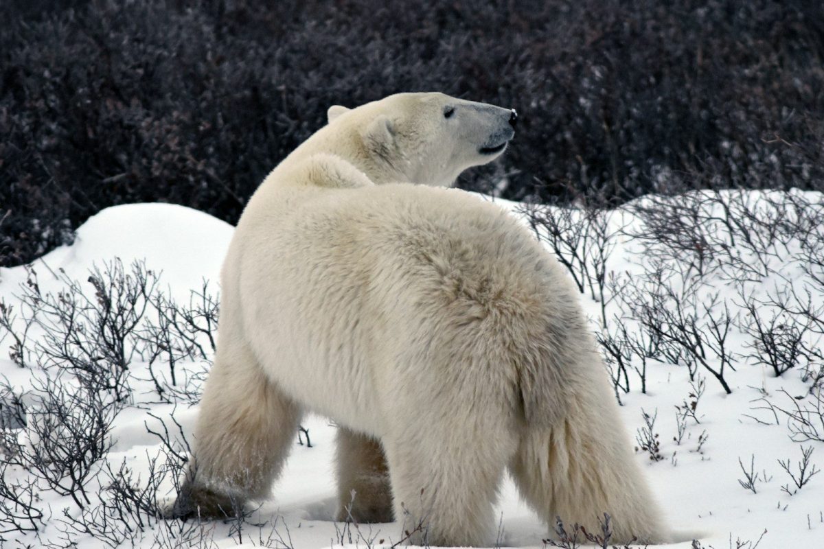 8 Canadian Wildlife Trips That Are Blowing Up on TikTok Right Now 1 white polar bear