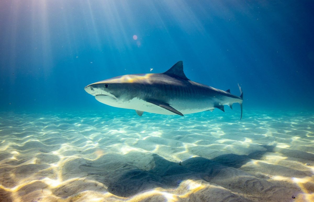 8 Ways to Protect Yourself From Shark Attacks While Swimming in The Ocean 5 black shark underwater photo