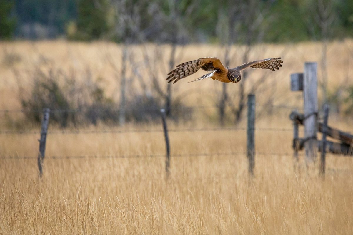 brown and white bird flying over brown grass field during daytime