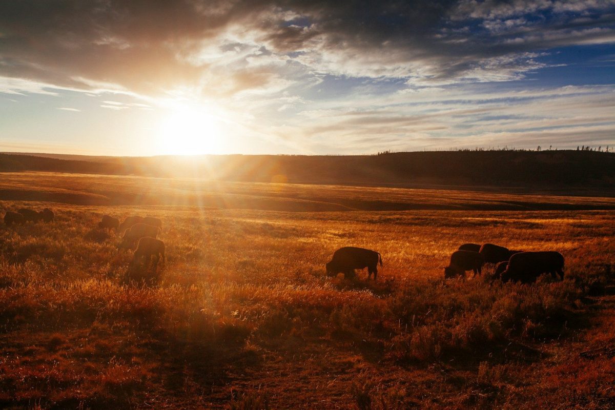 8 Reasons Some European Travelers Are Rethinking U.S. Trips 5 grass field at golden hour