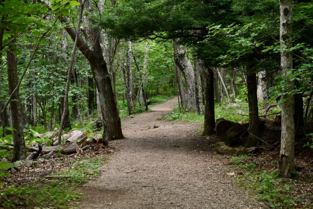 a dirt path in the middle of a forest